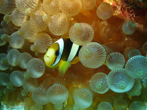 Amphiprion sp - Vanuatu - 2007 - © Régis Hocdé